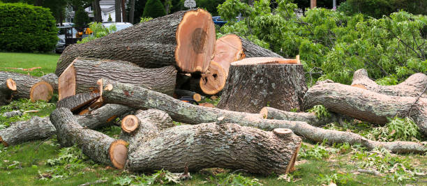 Best Firewood Processing and Delivery  in The Hammocks, FL